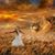 Danke Schoen's profile image