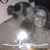 Rachel Burrows's profile image