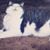 Dorothy Harold Overby's profile image