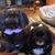 Gail Cowan Leyrer's profile image