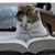 Magda Galeazzi's profile image
