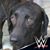 El Pedro's profile image