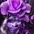 Jessica Simpson's profile image