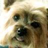 Phyllis C.'s profile image