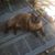 Elizabeth Beddingfield's profile image