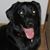 Dave Silkroski's profile image