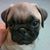 Jacqueline A. Griffith's profile image