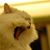 Edward Cheng's profile image