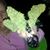 Claudia Cunningham's profile image