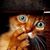 Betsy Bachhuber Phariss's profile image