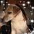 Kimberly Falone Kenniston's profile image