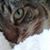 Sue Redinger's profile image