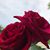 Yolanda Garcia's profile image