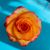 Carissa M. Cantrell's profile image