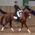 Lisbeth Pedersen's profile image