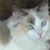 Cherry Steele's profile image
