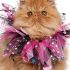 Gianne C.'s profile image
