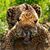 Kim Loftis's profile image
