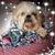Karen Virginia Nesbitt's profile image