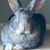Emily Rocha's profile image