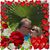 Debbie Manziano Shead's profile image