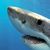 David Spanier's profile image