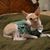Antonia Carvalho's profile image