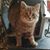 Roseann Russo's profile image
