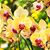 Judith Demercado's profile image