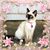 Georgia Malcolm's profile image