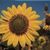 Cindi Stowell- Baczkowski's profile image