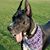 Stacey Hagemeister's profile image