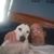 Joe Dryburgh's profile image