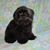 Bobbie Ard's profile image