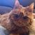 Christine Ross's profile image