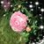 Rachel Saxton's profile image