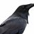 Kevin S Blackwell's profile image