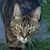 Rebecca Sevrin's profile image