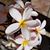 Carol West's profile image