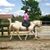 Chelsea Staincliffe's profile image