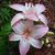 Louise Tobas's profile image