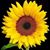 Marazul Azul's profile image