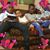 Yasmin Abdirahman's profile image