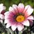 Melanie Mayes Kanuit's profile image