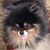 Carole Snyder's profile image