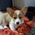 Diane Constantine's profile image