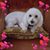 Diane Woodbury's profile image