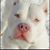 Satish Chowan's profile image