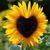 Susan Miller's profile image