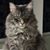 Susan Howes's profile image
